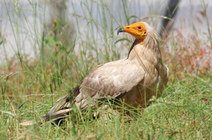 Бүргэд (Дэлт ёлон, Дэлт бүргэд)